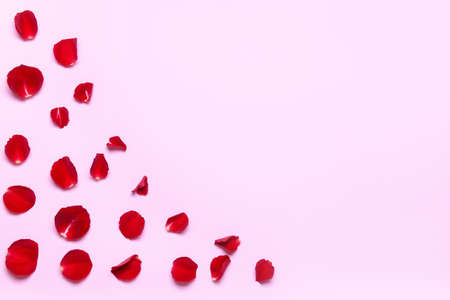 Beautiful rose petals on color backgroundの写真素材