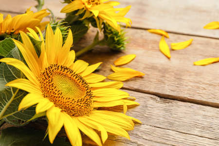 Beautiful sunflowers on wooden backgroundの写真素材