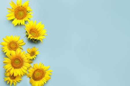Beautiful sunflowers on color backgroundの写真素材