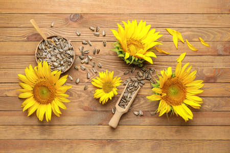 Seeds in scoop and beautiful sunflowers on wooden backgroundの写真素材