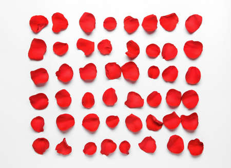 Beautiful rose petals on white background
