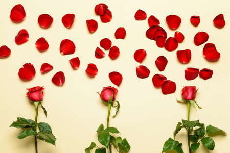 Beautiful roses and petals on color backgroundの写真素材