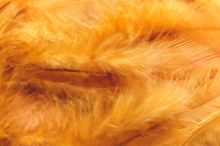 Beautiful golden feathers as backgroundの写真素材