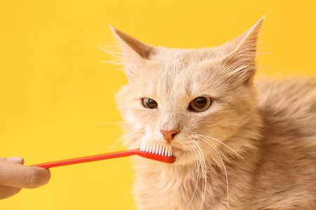 Owner brushing cat's teeth on color backgroundの写真素材