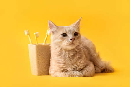 Cute cat with tooth brushes on color backgroundの写真素材