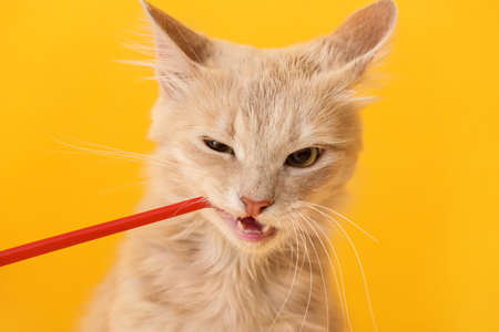 Owner brushing cat's teeth on color backgroundの写真素材