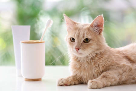 Cute cat with tooth brushes and paste at homeの写真素材