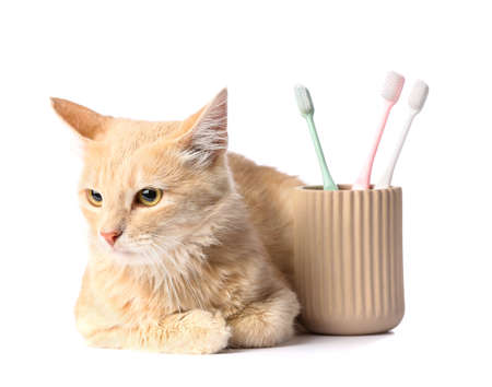 Cute cat with tooth brushes on white backgroundの写真素材