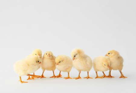 Cute hatched chicks on light background