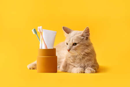 Cute cat with tooth brushes and paste on color backgroundの写真素材