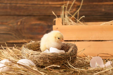 Cute little chick in nest on the farmの写真素材