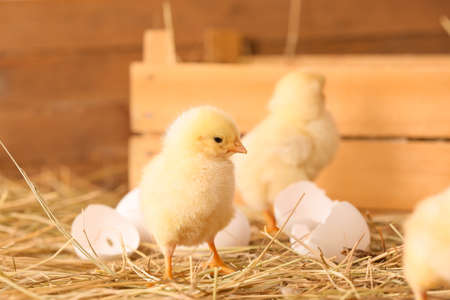Cute little chicks on the farm