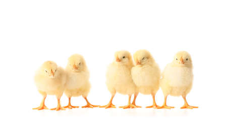 Cute funny chicks on white backgroundの写真素材