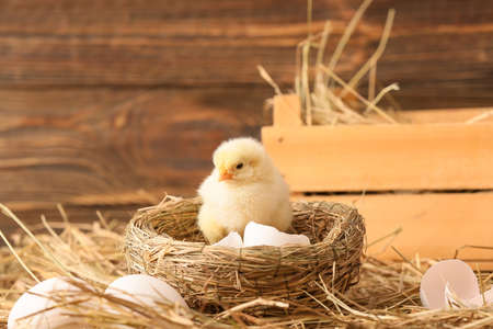 Cute little chick in nest on the farmの写真素材