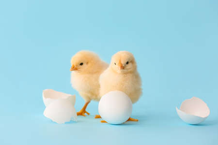 Cute hatched chicks on color backgroundの写真素材