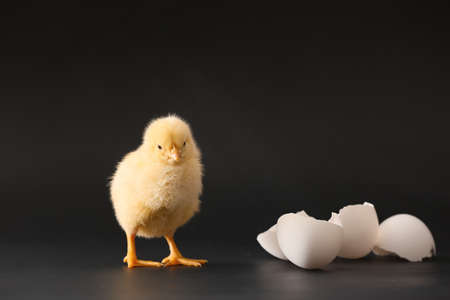Cute hatched chick on dark backgroundの写真素材