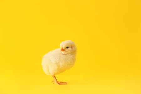 Cute little chick on color backgroundの写真素材