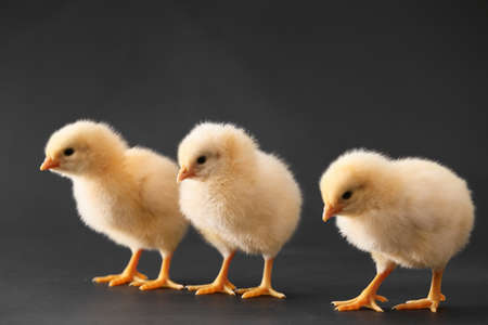 Cute little chicks on dark backgroundの写真素材