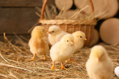 Cute little chicks on the farmの写真素材
