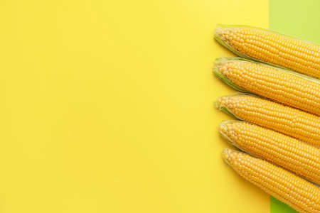 Fresh corn cobs on color backgroundの写真素材