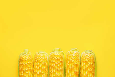 Fresh corn cobs on color background