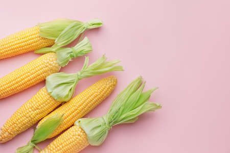 Fresh corn cobs on color background