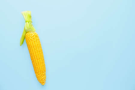 Fresh corn cob on color background
