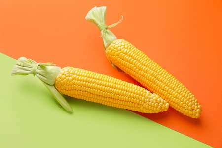 Fresh corn cobs on color backgroundの写真素材