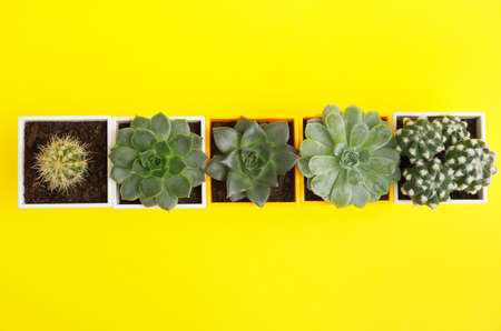 Green succulents and cacti in pots on color background