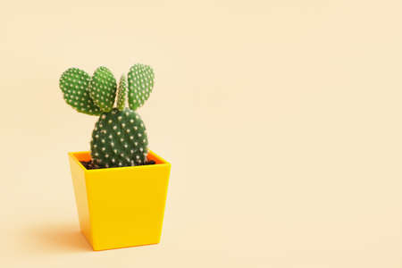 Green cactus in pot on color background