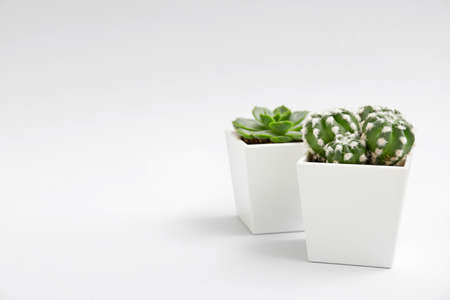 Green succulent and cactus in pots on light backgroundの写真素材
