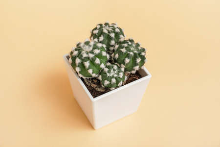 Green cactus in pot on color backgroundの写真素材