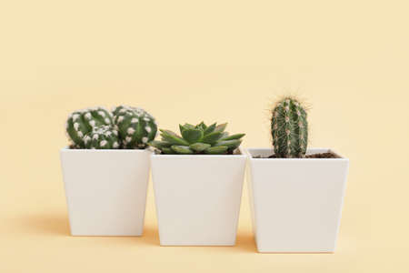 Green succulent and cacti in pots on color backgroundの写真素材