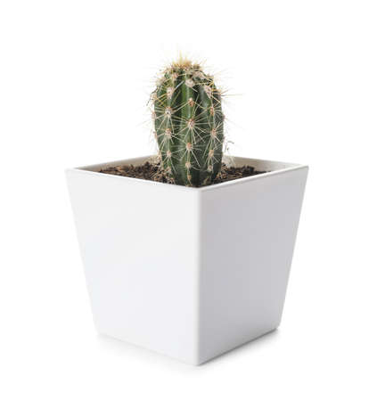 Green cactus in pot on white backgroundの写真素材