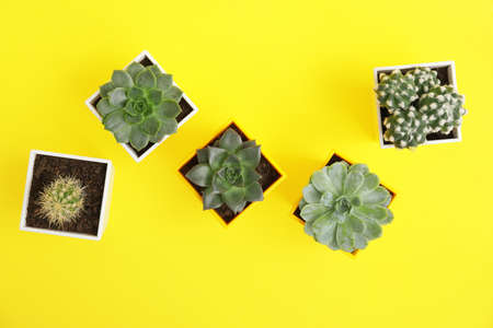Green succulents and cacti in pots on color background