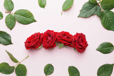 Beautiful red roses and leaves on color background