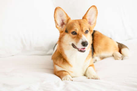 Cute dog lying on bed at homeの写真素材