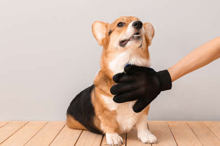 Woman brushing her dog with hair removing glove on light backgroundの写真素材