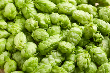 Fresh green hops as backgroundの写真素材