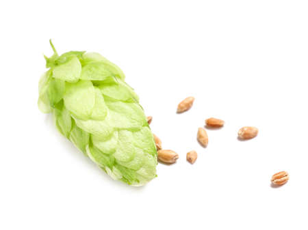 Fresh green hop on white background