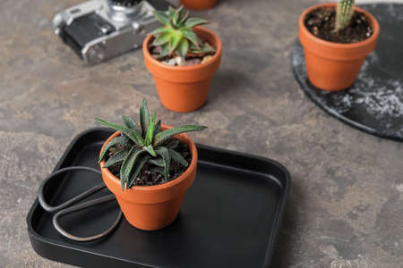 Tray with succulent and scissors on grunge backgroundの写真素材