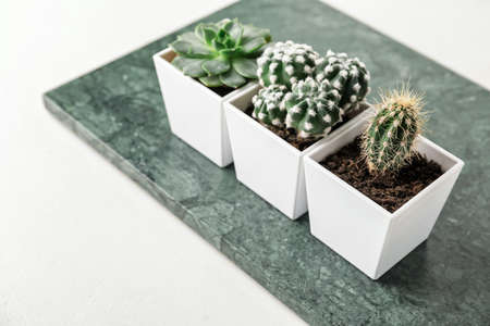 Board with succulent and cacti on white background