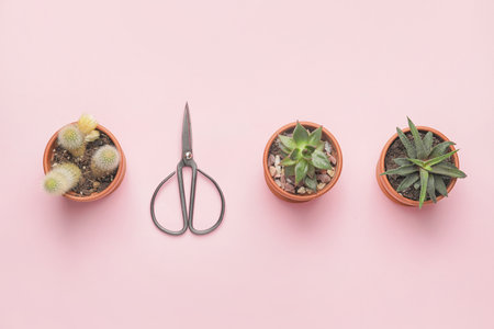 Succulents, cactus and scissors on color backgroundの写真素材