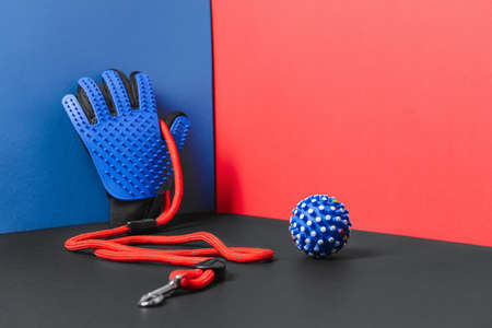 Creative composition with pet accessories on color backgroundの写真素材