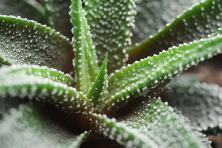 View of green succulent, closeupの写真素材