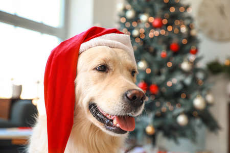 Cute dog in Santa hat at home on Christmas eveの写真素材