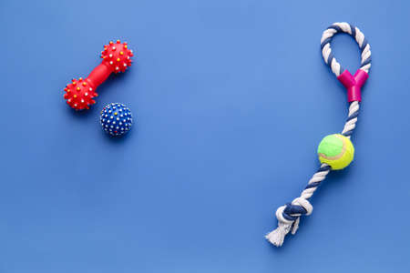 Different pet care accessories on color background