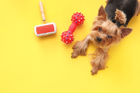 Cute funny dog and pet care accessories on color backgroundの写真素材