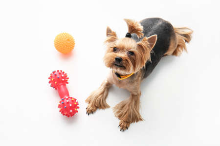 Cute funny dog and toys on white background