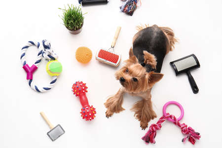 Cute funny dog and pet care accessories on white backgroundの写真素材